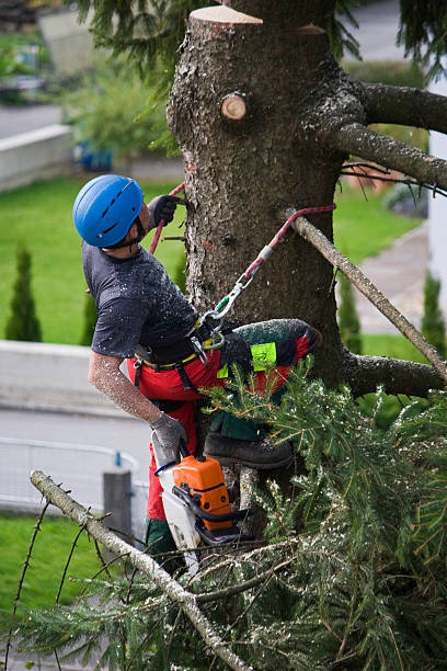 Fostoria, OH Tree Care  Company